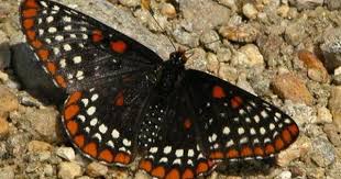 Black And Red Caterpillar Michigan Collecting And Sharing Data About Lepidoptera Beautiful Butterflies Beautiful Bugs Float Like A Butterfly