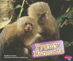 They are also very safe for both humans and pets to ensure that no undesired events occur because of them. Buy Pygmy Marmosets Monkeys Book Online At Low Prices In India Pygmy Marmosets Monkeys Reviews Ratings Amazon In