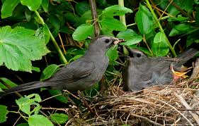 Wholesale bird food dried mealworm 1. Canadian Wildlife Federation Gray Catbird