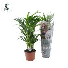 Image result for Dypsis