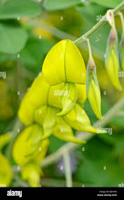Image result for Crotalaria laburnifolia