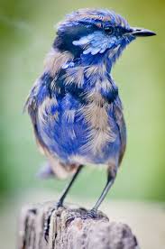 Matthew 6 26 Look At The Birds Of The Air That They Do Not Sow Nor Reap Nor Gather Into Barns And Yet Your Heavenly Animals Animals Beautiful Animals Wild