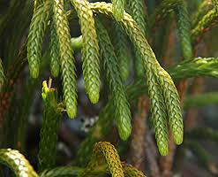 Image result for Huperzia gnidioides