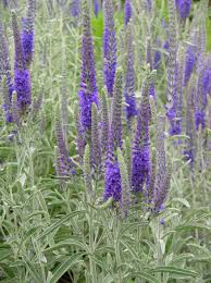 Image result for Veronica abyssinica