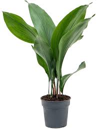 Image result for Aspidistra
