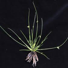 Image result for Schoenoplectiella senegalensis
