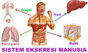 4 Sistem Ekskresi Pada Manusia Materi Pelajar