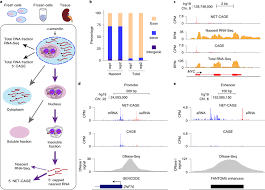 Development Of Net Cage A Schematic Of Nascent Rna Isolation In The Download Scientific Diagram