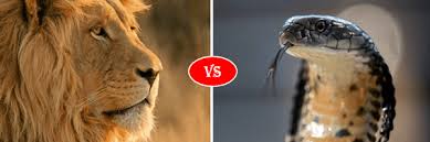 Anaconda vs lion real fight caught on cameraother videos :tarantula vs snake : King Cobra Snake Vs African Lion Fight Comparison Who Will Win