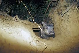 Image result for Northern hairy-nosed wombat
