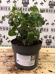 Lavatera Barnsley Baby 2 Litre Pot Newgate Direct