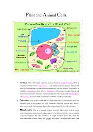 Chloroplasts are large organelles found in plants cells which are responsible for photosynthesis. Plant And Animal Cells Nucleus This Is The Largest Organelle