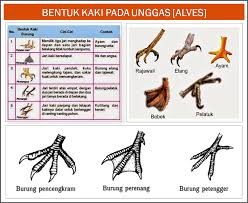 We did not find results for: Perbedaan Bentuk Kaki Ayam Dan Itik Gemulung Pinter