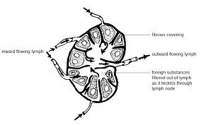 Anatomy And Physiology Of Animals Lymphatic System