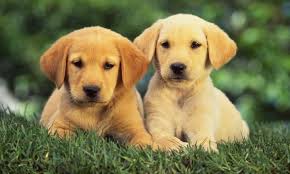 Colors bred are red, black & tan, chocolate and tan, english cream, isabella and tan, and blue and tan. What Is The Perfect Diet For Your English Cream Golden Retriever Online Drifts Guest Posting Site