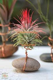 Check spelling or type a new query. 26 Reptile Shop Ideas In 2021 Reptile Shop Air Plants Decor Air Plants Diy