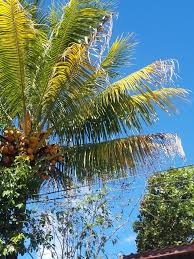 Mi bello Ciudad Barrios‎