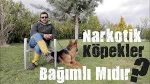 Kopek Irklari Cane Corso Italiano Youtube