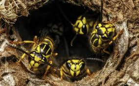 Be very careful not to anger them! How To Get Rid Of Yellow Jackets Critter Control Orlando