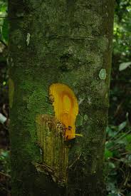 Image result for Annickia