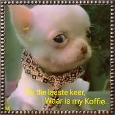 Pin By Tanya Landman On Afrikaans Animals French Bulldog Bulldog