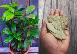 Image result for bay leaf bush foto