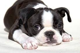 Yaklasik 15 Yil Yasayabilen Boston Terrierler Ingiliz Terrier Ve Ingiliz Buldog Melezinin Fransiz Buldog Ile Ciftles Boston Terrier Boston Terrier Dog Terrier