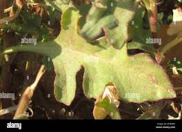 Image result for Oxygonum