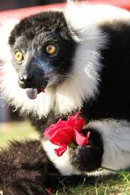 Zero Is A Black And White Ruffed Lemur Rare Animals Animals And Pets Wild Dogs