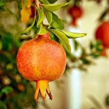 I have noticed that even smaller, shorter pomegranate trees in the neighborhood produce fruit. Original Photograph Pomegranate No 2 Pomegranate Fruit Photography Fruit Trees