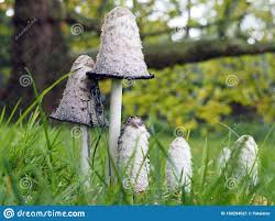 Yes, they are edible if you prepare them at just the right stage, but some people get really strange reactions from eating them. Photo About Wild Edible Shaggy Mane Or Shaggy Ink Cap Mushrooms In Grass On A Sunny Autumn Day In Europe With Wild Edibles Mushrooms In Grass Stuffed Mushrooms