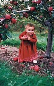 Wann sind äpfel wirklich reif? Apfel Pflucken Apfel Pflucken Foto Kinder Kinderbilder Kinder Dieser Welt