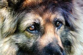 7 Potential German Shepherd Eye Problems Your Dog Might Experience