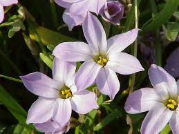 Maybe you would like to learn more about one of these? Ipheion Uniflorum Wikipedia
