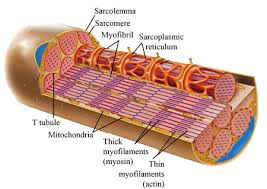 Check spelling or type a new query. Label The Following In A Diagram Of A Skeletal Muscle Fiber Sarcolemma T Tubule Sarcoplasmic Reticulum Study Com