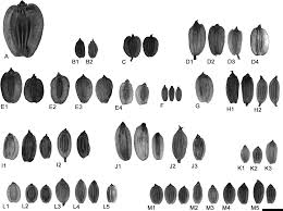 Image result for Lefebvrea grantii