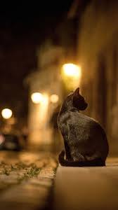 black cat at night cool street photograph at night cat city cats crazy cats