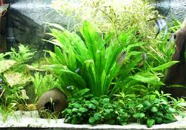 Bentuk daun nya agak lebar berwarna hijau masih dengan jenis tanaman aquascape yang tidak membutuhkan co2 yaitu java moss. Jenis Tanaman Aquascape Untuk Pemula Yang Gampang Dirawat