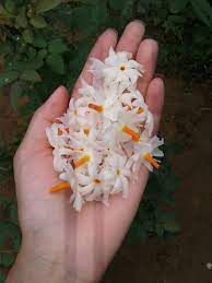 Parijat Amazing Flowers Flowers Photography Flower Aesthetic