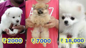 If you don't have much money to spend on dogs only so you can buy pomeranian. All Pomeranian Puppy Youtube