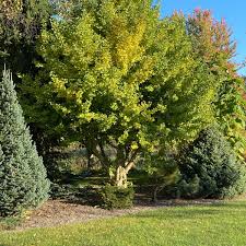 Image result for Ginkgo biloba