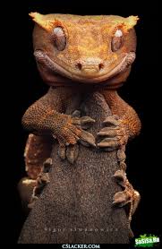 Listohvosty Madagascar Gecko Satanic Leaf Tailed Gecko Vreemde Dieren Amfibieen Dieren