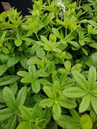 Image result for Galium simense