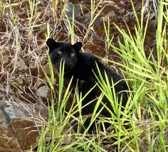 While male territories are larger than females and tend to they appear almost solid black and are often called black panthers. In The Kingdom Of The Black Panther