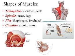 Choose from 500 different sets of flashcards about neck muscles human anatomy shoulder on quizlet. Ch 8 Muscular System Did You Know That