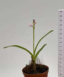 Image result for Polystachya melanantha