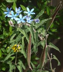 Image result for Oxypetalum coeruleum