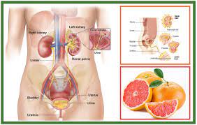 How Herbal Remedies Work In Urinary Tract Infection