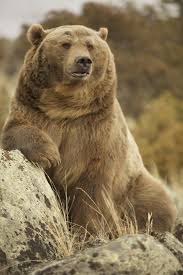 Check spelling or type a new query. Brutus The Bear Picture Of Montana Grizzly Encounter Bozeman Tripadvisor