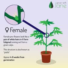 At that point, the pistils change color. Identify Male Female And Hermaphrodite Cannabis Plants